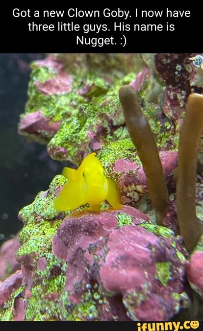 Goby memes. Best Collection of funny Goby pictures on iFunny
