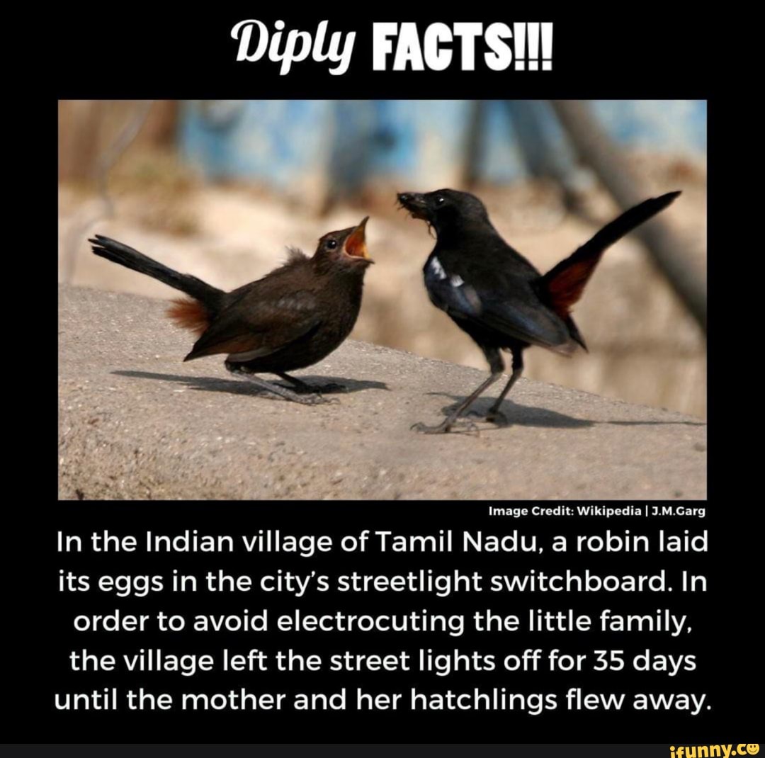 diply-facts-image-credit-wikipedia-i-3-m-garg-in-the-indian-village