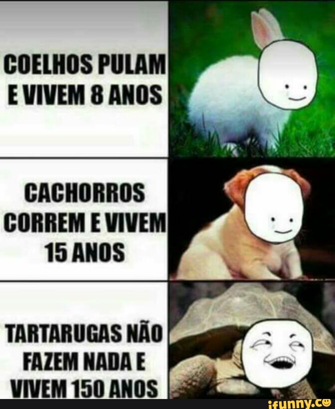 COELHOS PULAM
E VIVEM 8 ANOS
TARTARUGAS NÃO
FAZEM NADA E
VIVEM 150 ANOS 5H