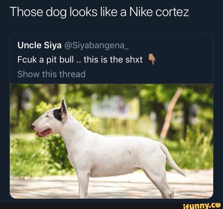 dog that looks like nike cortez