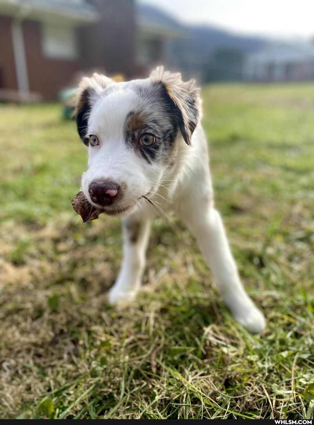dog, good_boy, aussie, prettyboyswag