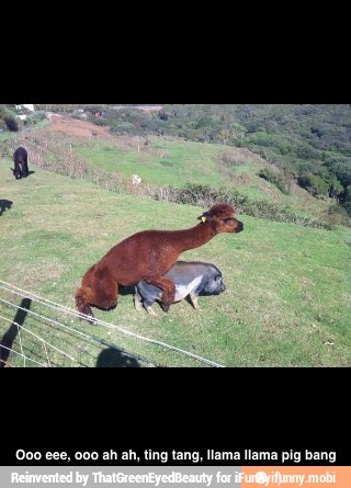 000 eee, 000 ah ah, ting tang, llama llama pig bang