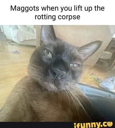 Maggots when you lift up the rotting corpse - iFunny