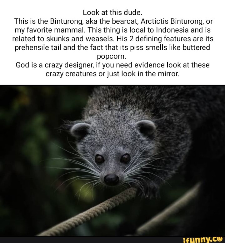 Look at this dude. This is the Binturong, aka the bearcat, Arctictis