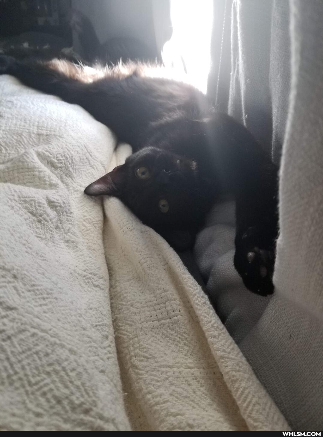 aww, cat