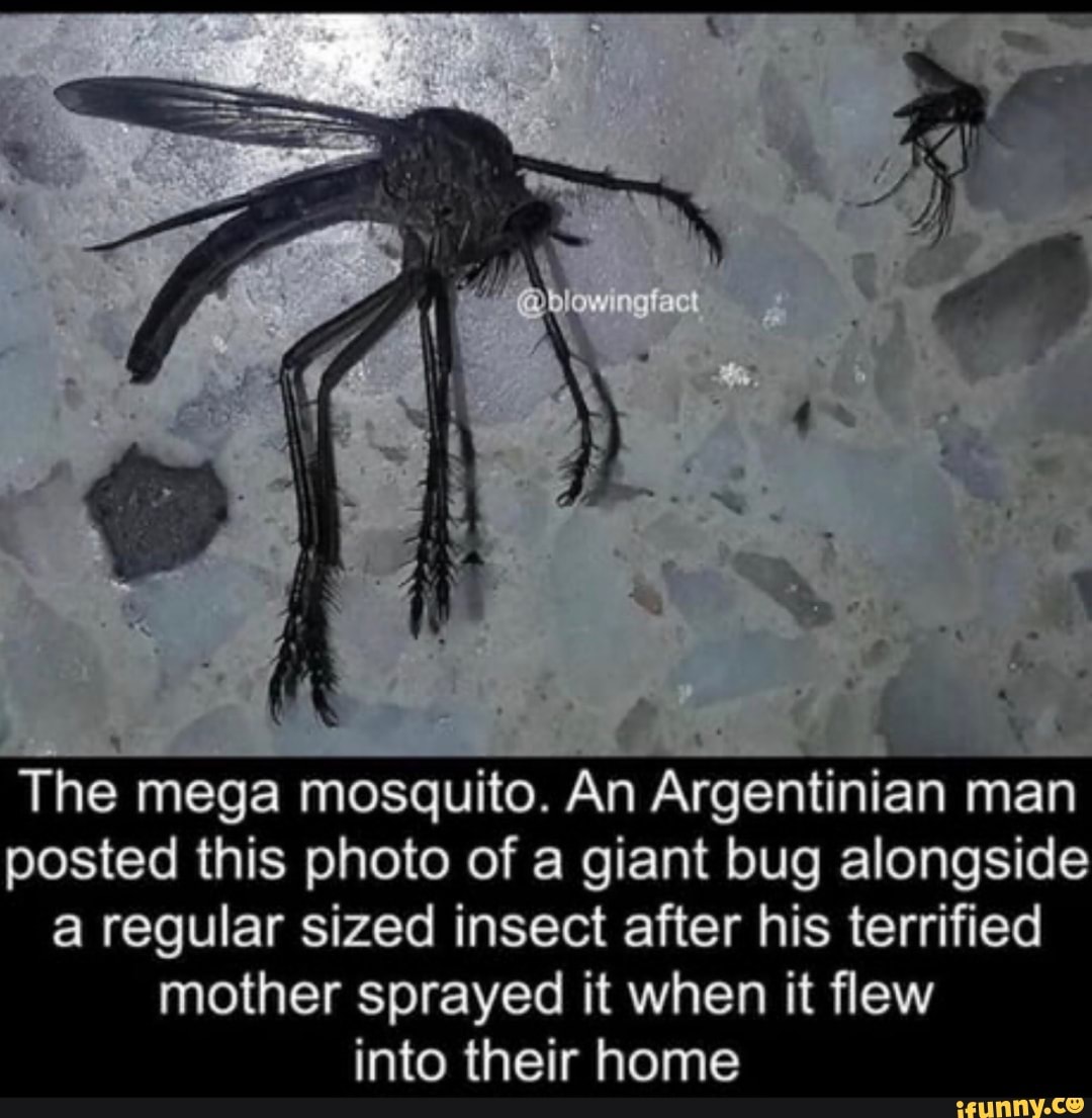 The Mega Mosquito An Argentinian Man Posted This Photo Of A Giant Bug