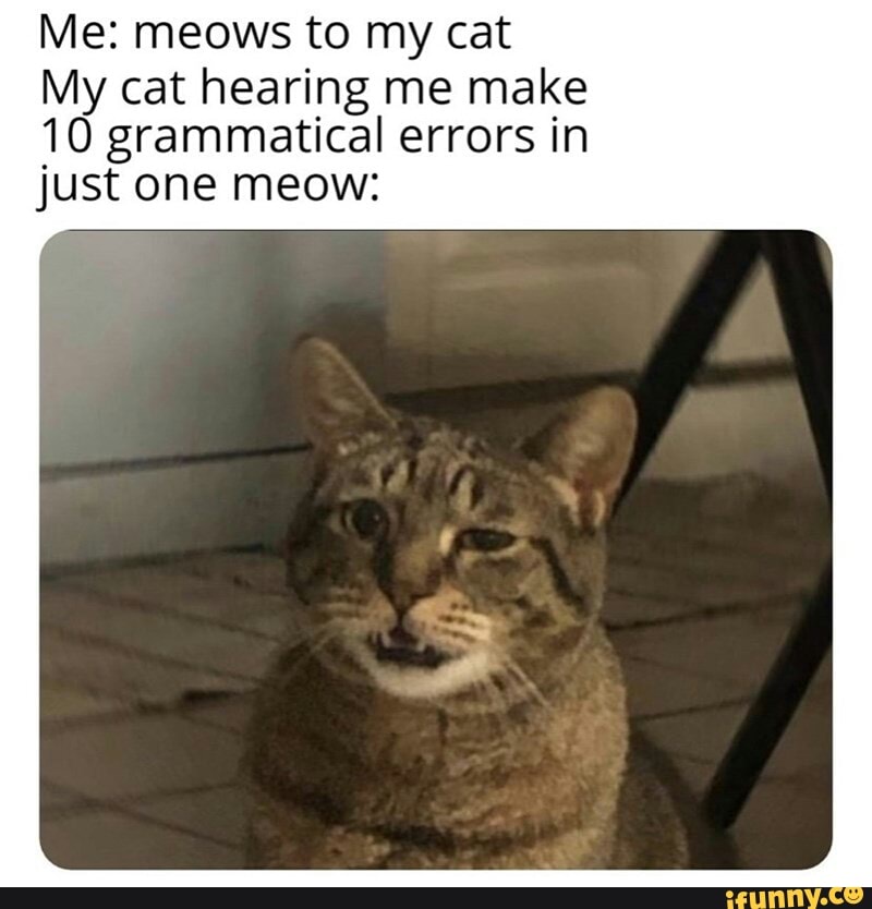 Me meows to my cat My cat hearing me make 10 grammatical errors in