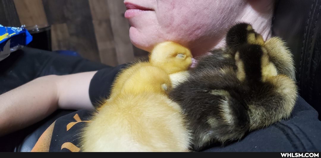 baby_animals, ducks, karl_king_of_ducks