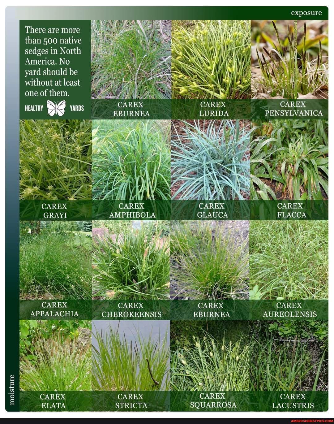 Moisture There are more than 500 native sedges in North America. No ...