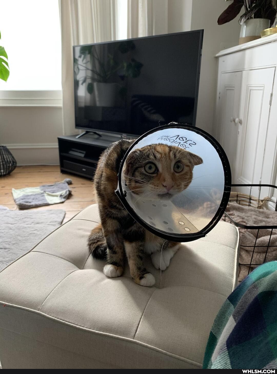 cats, cone_of_shame, advice_animals, help_me_imgur