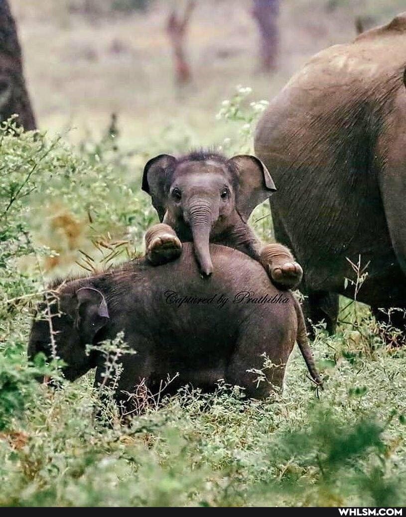baby_animals, cute_animal, wholesome