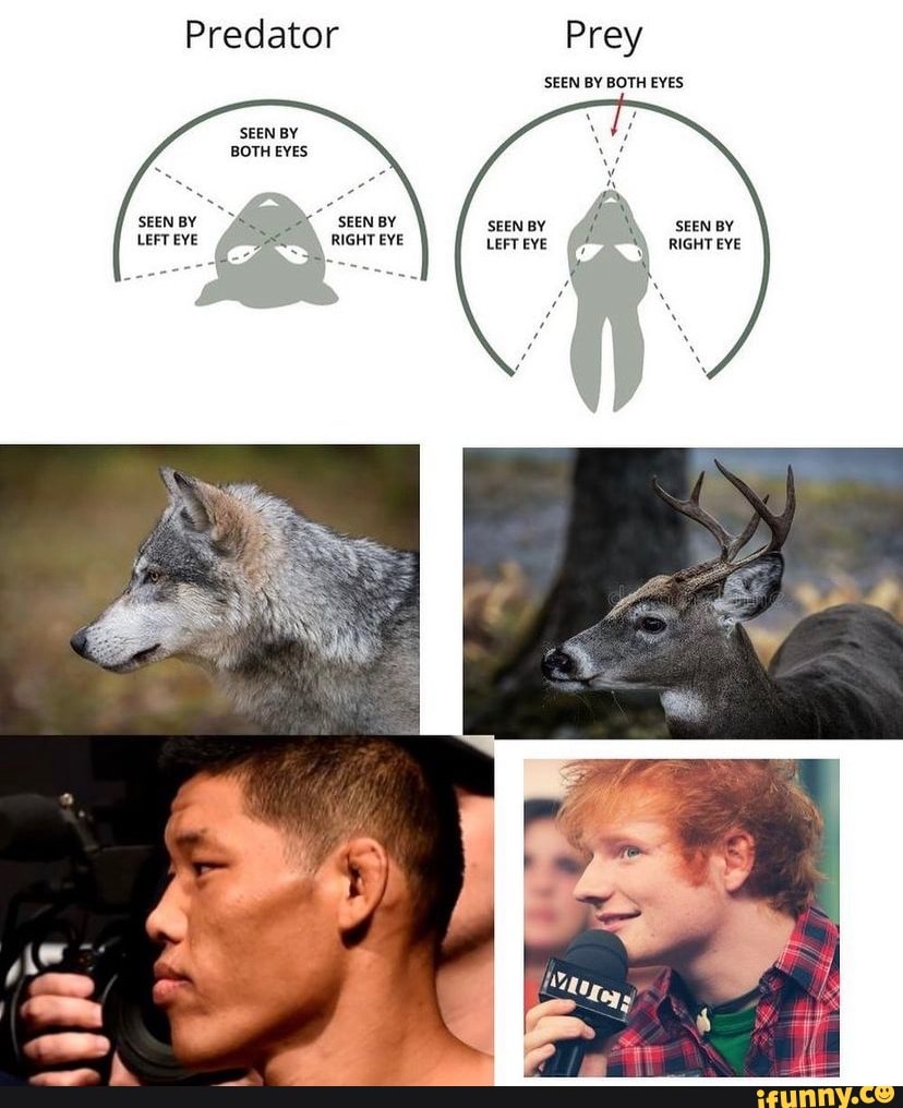 predator vs prey eye placement