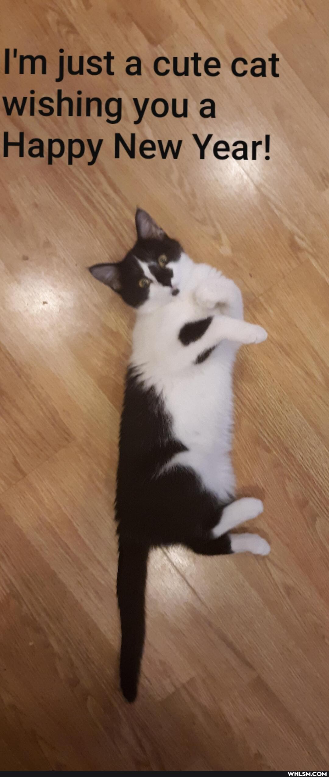 I'm just cute cat wishing you a
Happy New Year!