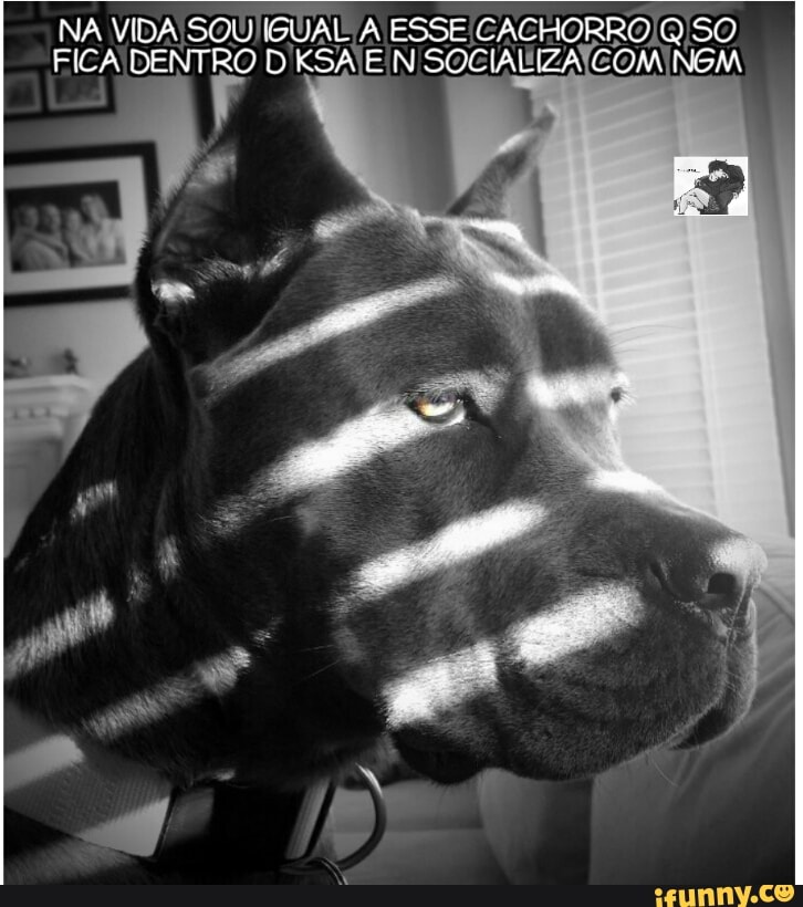 NA VIDA SOUIIGUAL A ESSE/CACHORROIQISO
FICA DENTRO D KSA EN SOCIALIZATEOMINGM