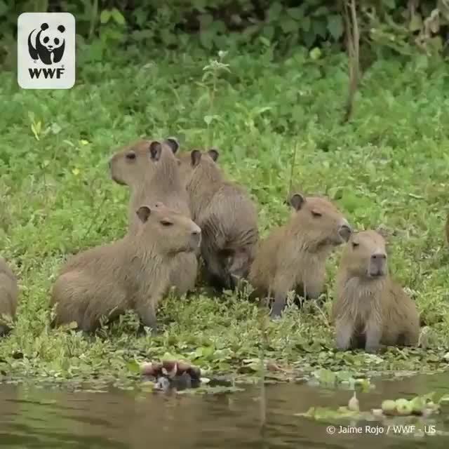 Capybara Are Chill With Everyone