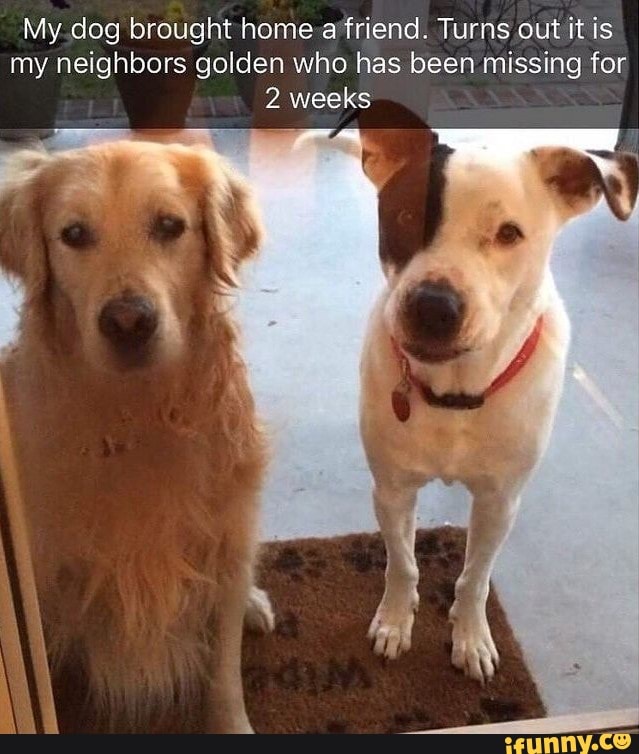 My. dog brought home a'friend. Turns out it is my neighbors golden who ...