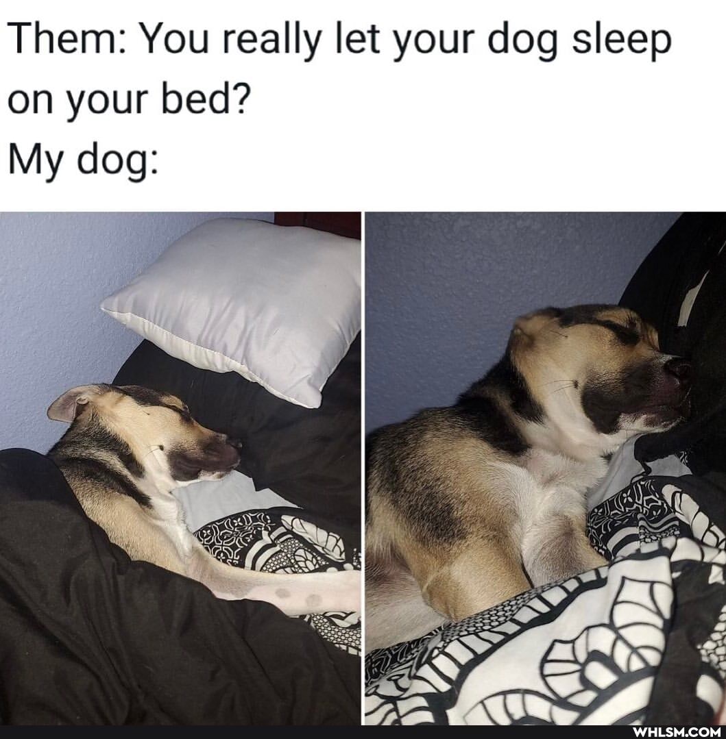 Them: You really let your dog sleep on your bed?
My dog: