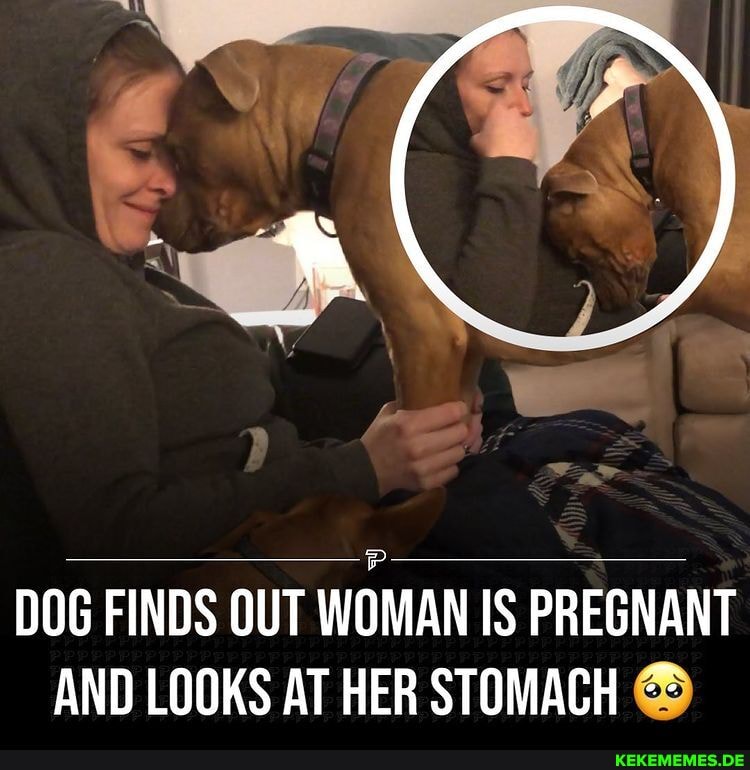 DOG FINDS OUT WOMAN IS PREGNANT AND LOOKS AT HER STOMACH