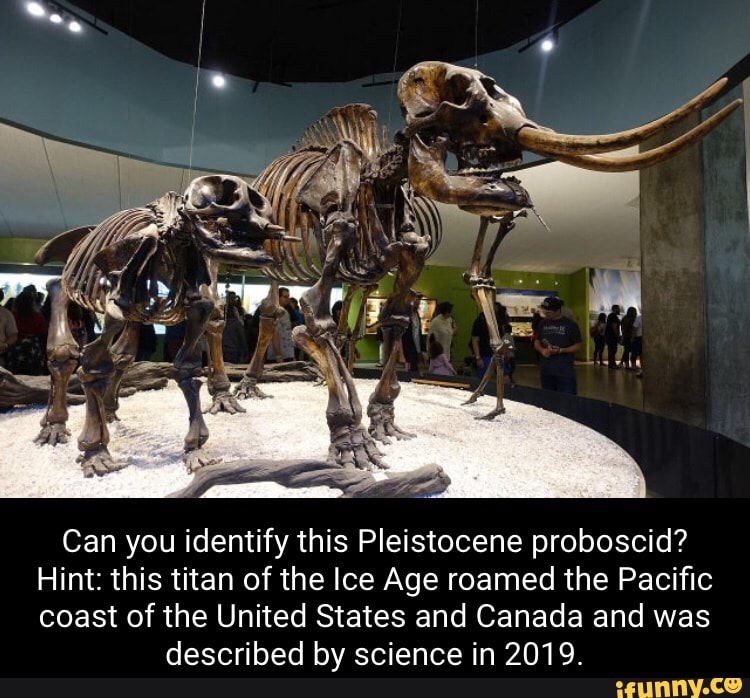 can-you-identify-this-pleistocene-proboscid-hint-this-titan-of-the