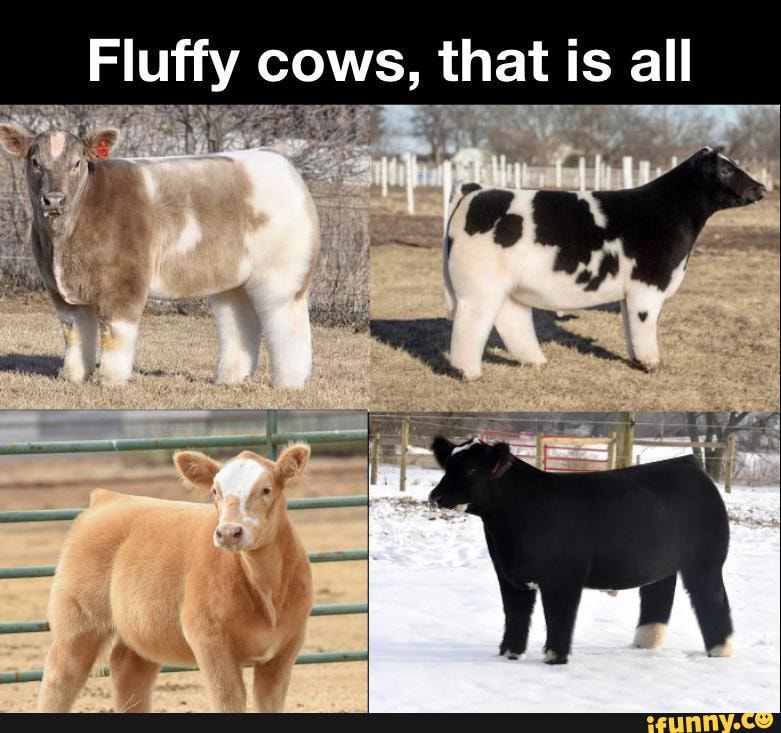 Fluffy cows, that is all fy - iFunny