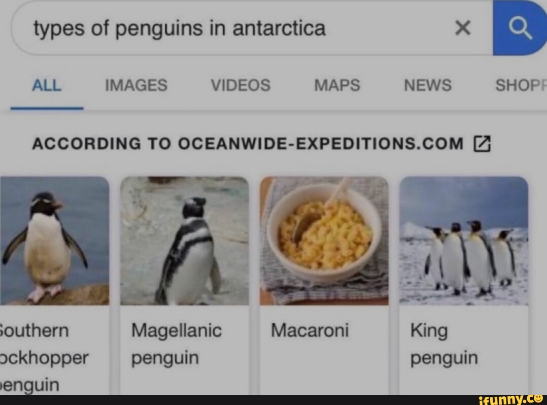 Types of penguins in antarctica x I ALL IMAGES VIDEOS MAPS NEWS SHOP