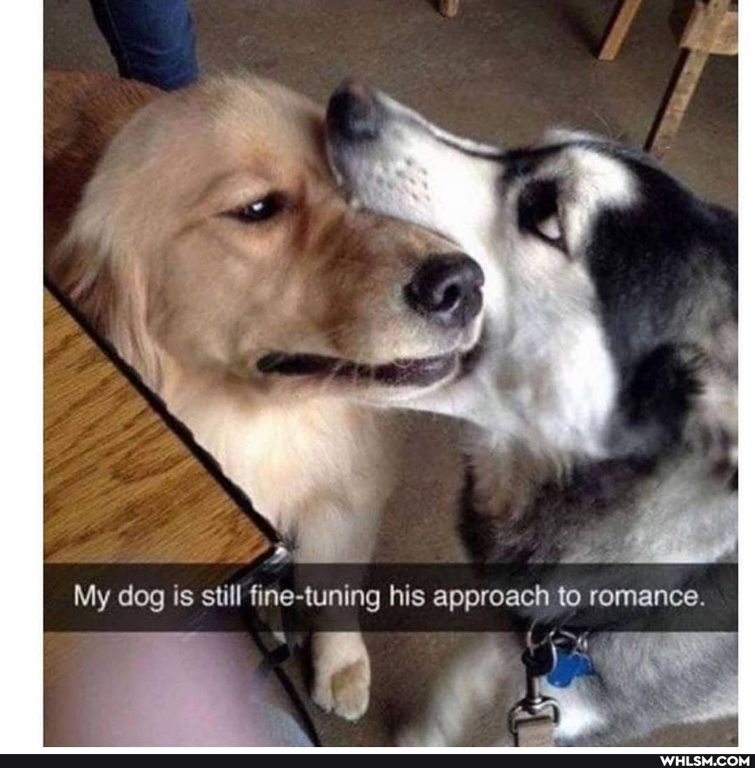 My dog is still fine-tuning his approach to romance.