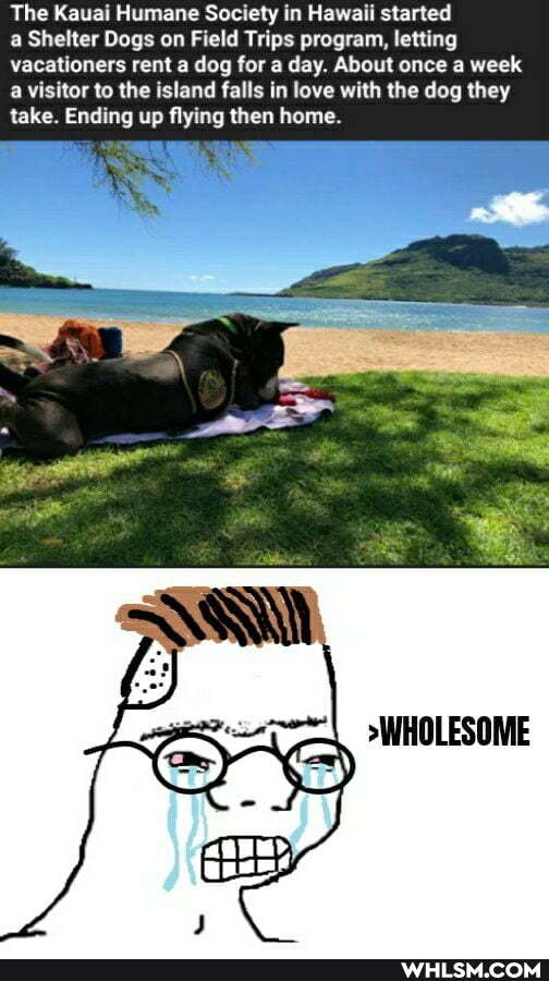 The Kauai Humane Society in Hawaii started
a Shelter Dogs on Field Trips program, letting vacationers rent a dog for a day. About once a week a visitor to the island falls in love with the dog they take. Ending up flying then home.
>WHOLESOME