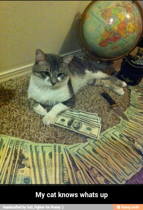 My cat knows whats up - My cat knows whats up