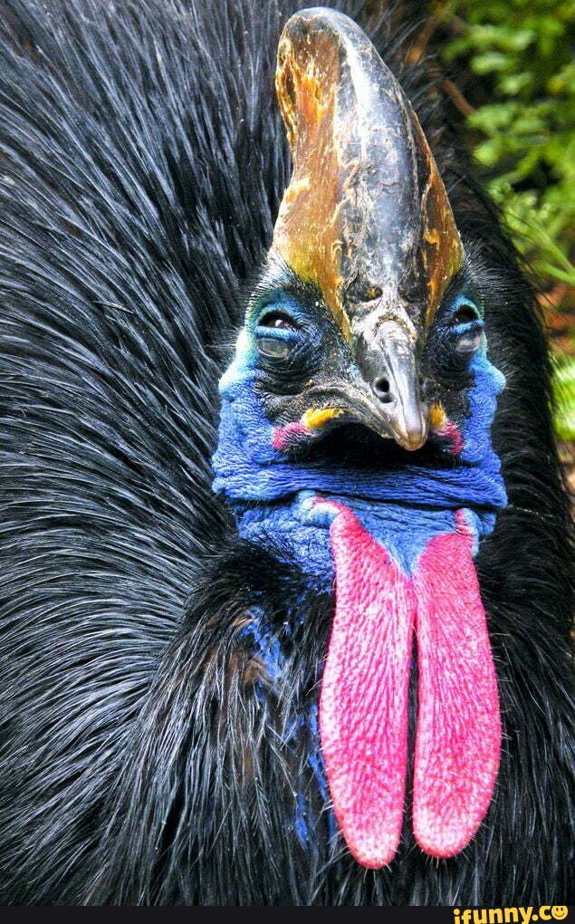 Northern_cassowary memes. Best Collection of funny Northern_cassowary ...