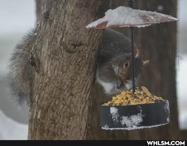 squirrel, not_pornography, squirrels_are_the_devils_oven_mitts, lockdownrecipes
