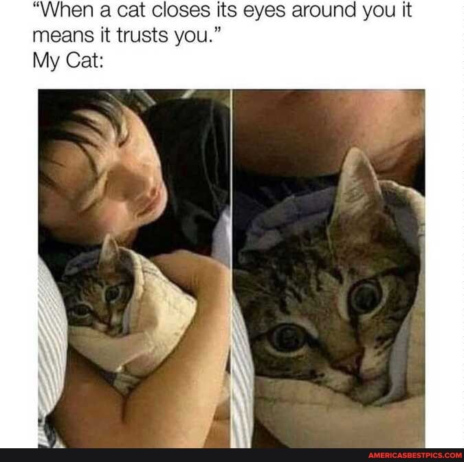 "When a cat closes its eyes around you it means it trusts you."
My Cat: