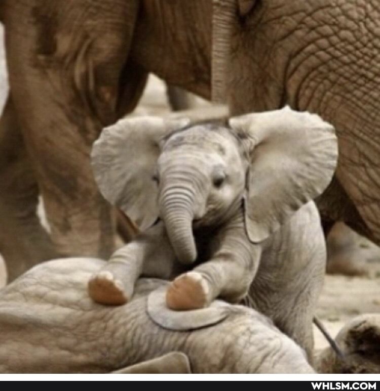 baby_animals, cute_animal