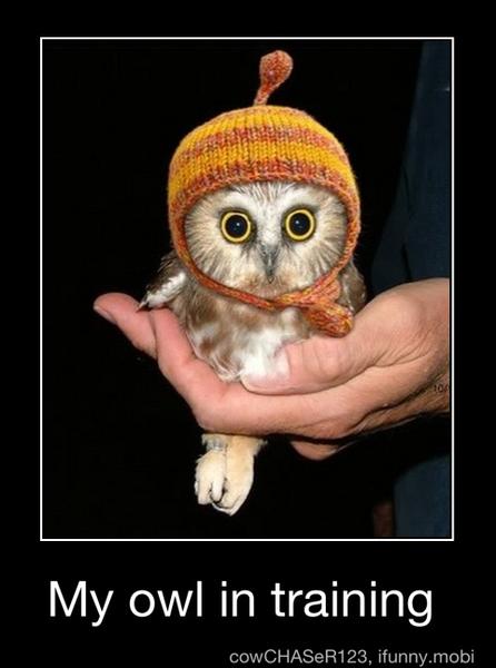 My owl in training - My owl in training