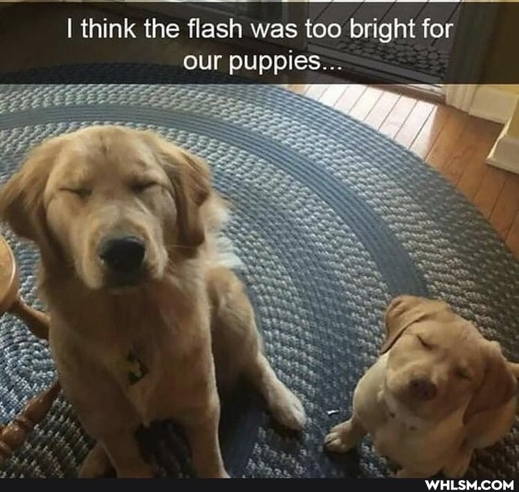I think the flash was too bright for our puppies...
SE