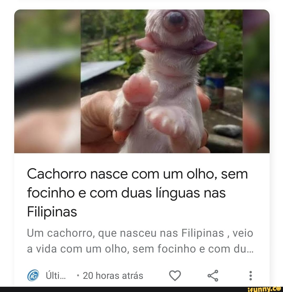 Cachorro nasce com um olho, sem focinho e com duas línguas nas
Filipinas
Um cachorro, que nasceu nas Filipinas, veio a vida com um olho, sem focinho e com du...
Últi.. - 20 horas atrás 9)