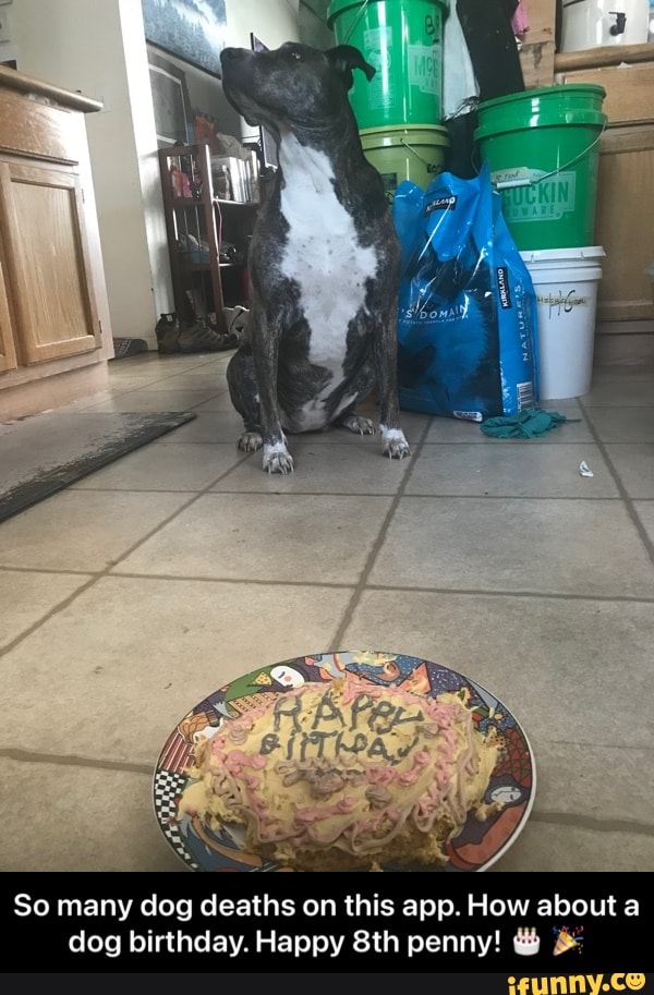So many dog deaths on this app. How about a dog birthday. Happy penny! - So many dog deaths on this app. How about a dog birthday. Happy 8th penny! π π