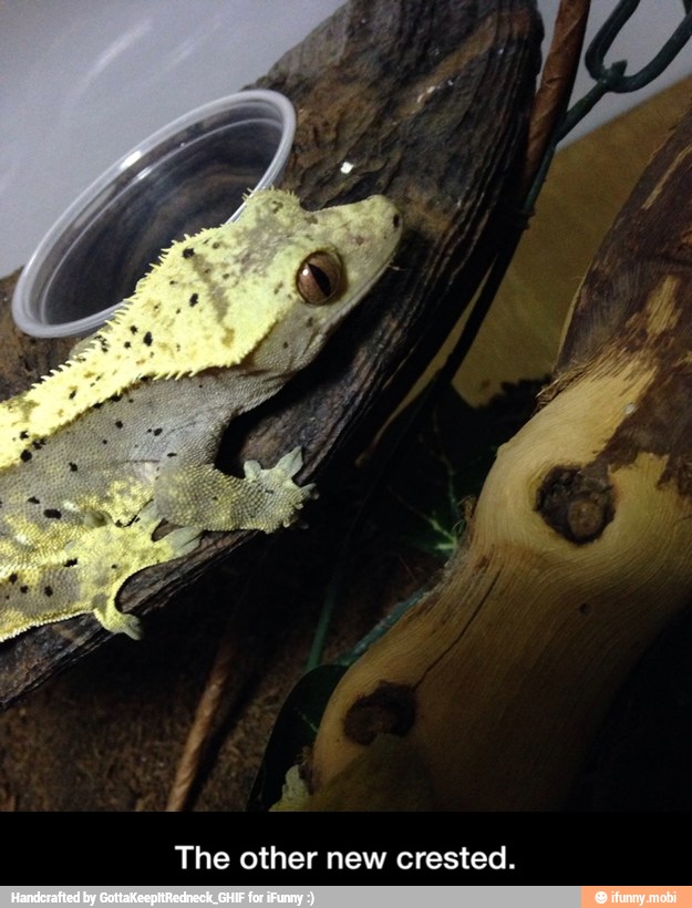 The other new crested. - The other new crested.