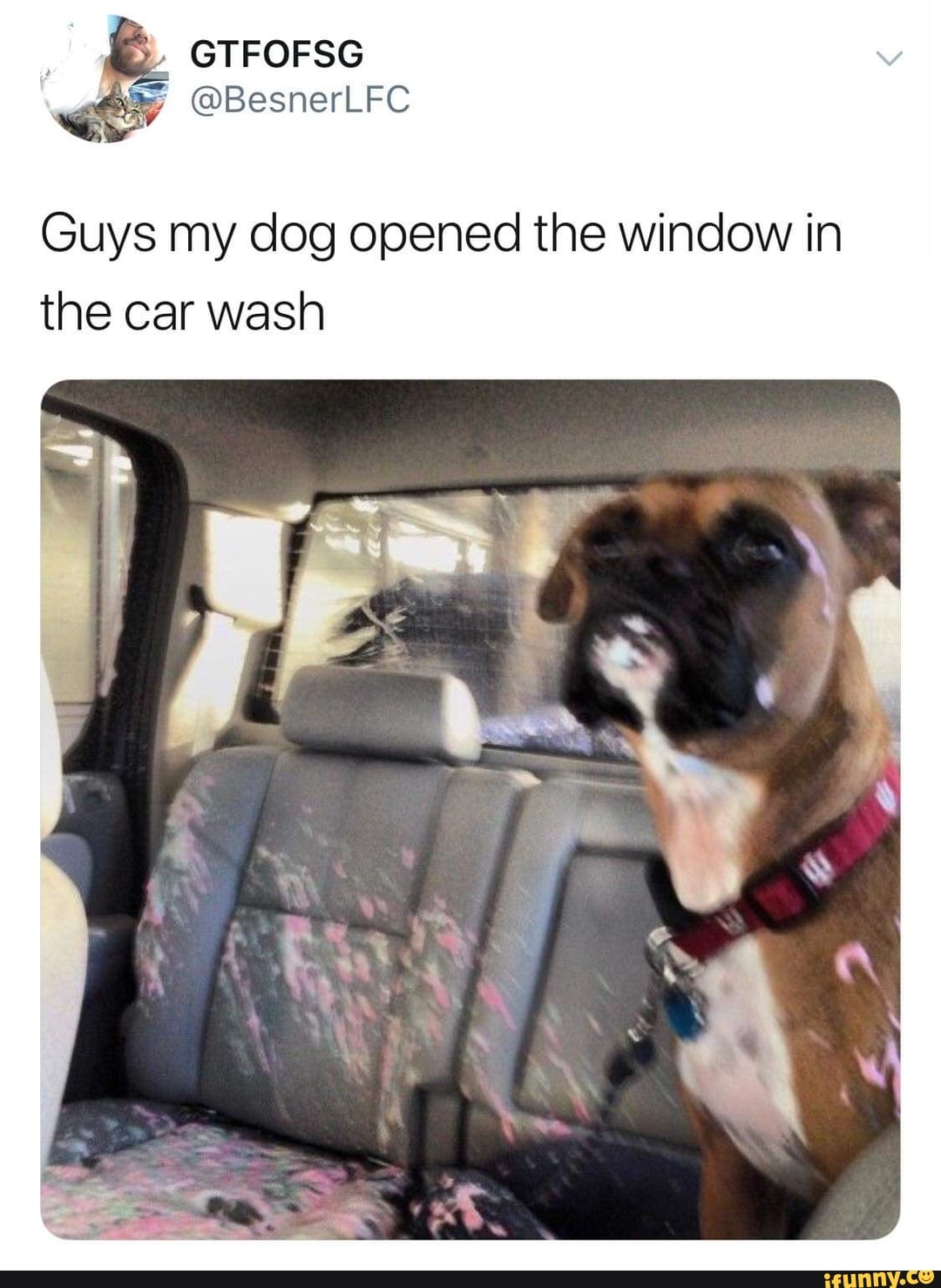 Dog And Car Wash