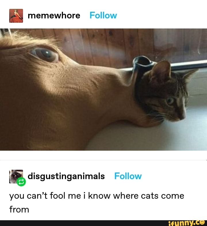 memewhore Follow
tinganimals Follow
you can't fool me i know where cats come from