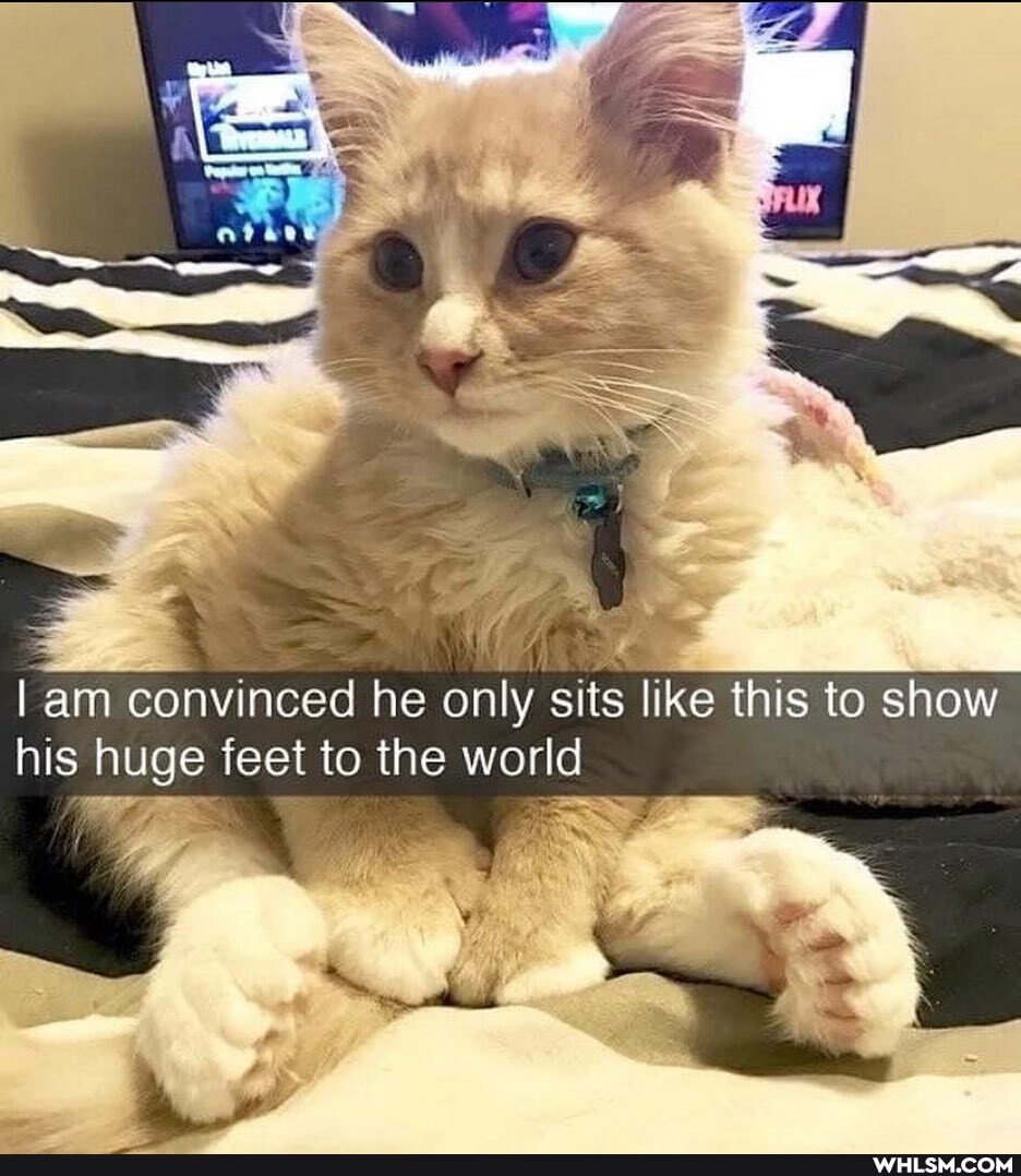 I am convinced he only sits like this to show his huge feet to the world