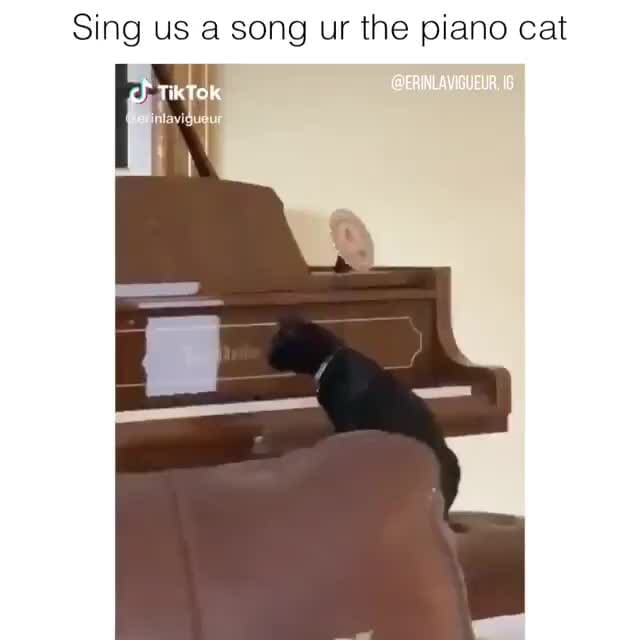 Sing us a song ur the piano cat