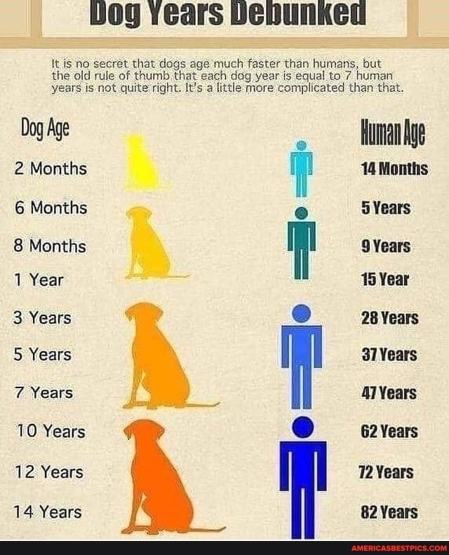 how-old-is-eight-months-in-dog-years