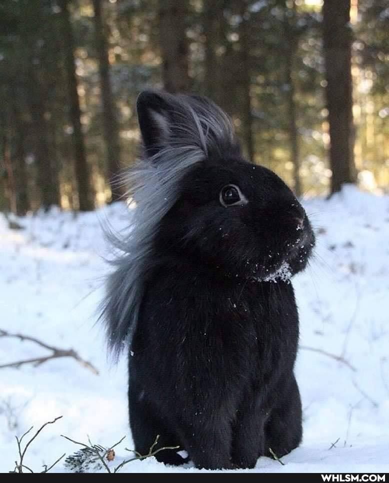 fabulous, rabbit