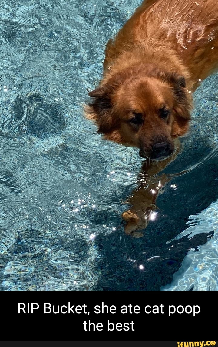 RIP Bucket, she ate cat poop the best iFunny