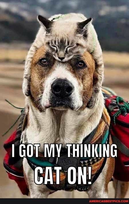 GOT MY THINKING CAT ON!