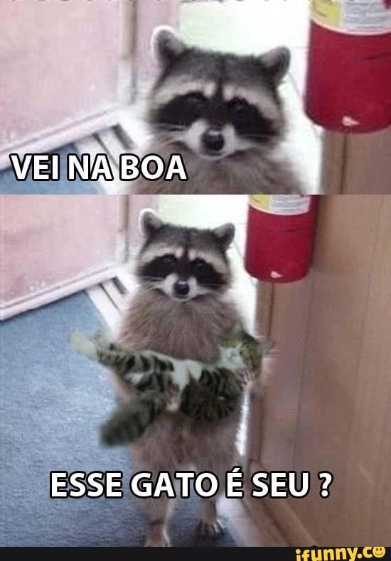 VEI NABOA
ESSE GATO É SEU?