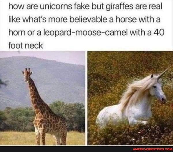 selvmord Tage en risiko fortryde How are unicorns fake but giraffes are real like what's more believable a  horse with a horn or a leopard-moose-camel with a 40 foot neck - America's  best pics and videos