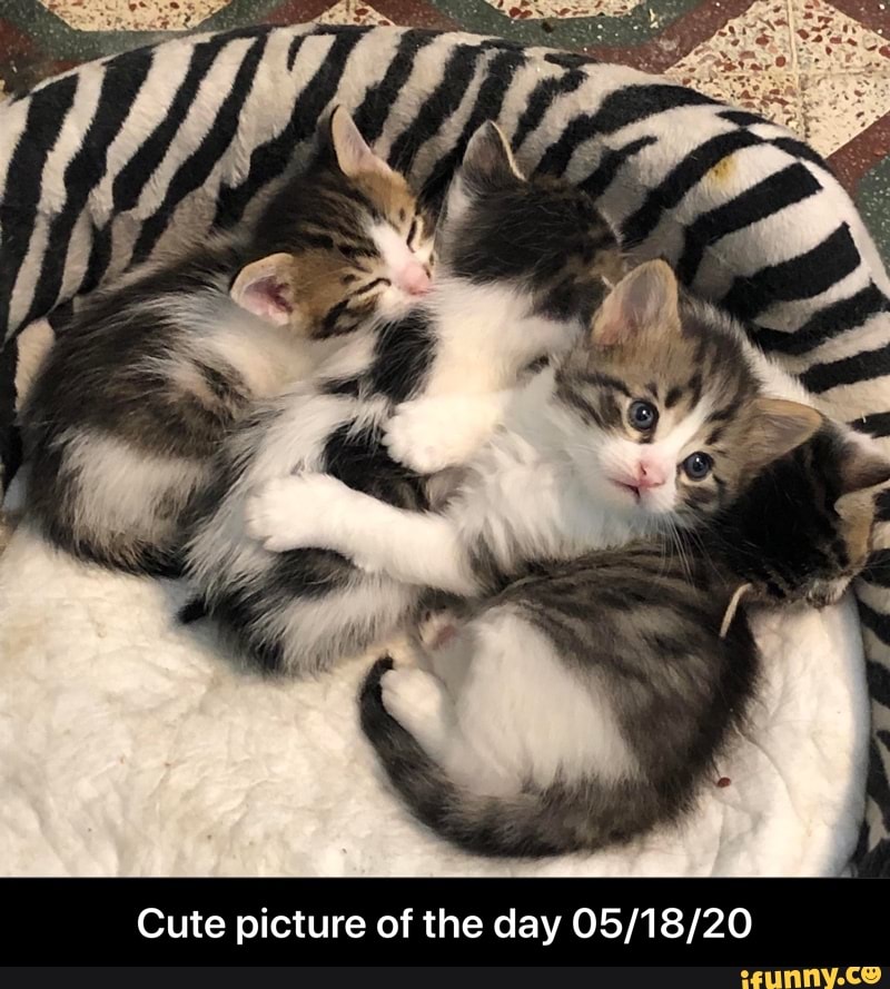 Cute picture of the day 05/18/20 - Cute picture of the day 05/18/20