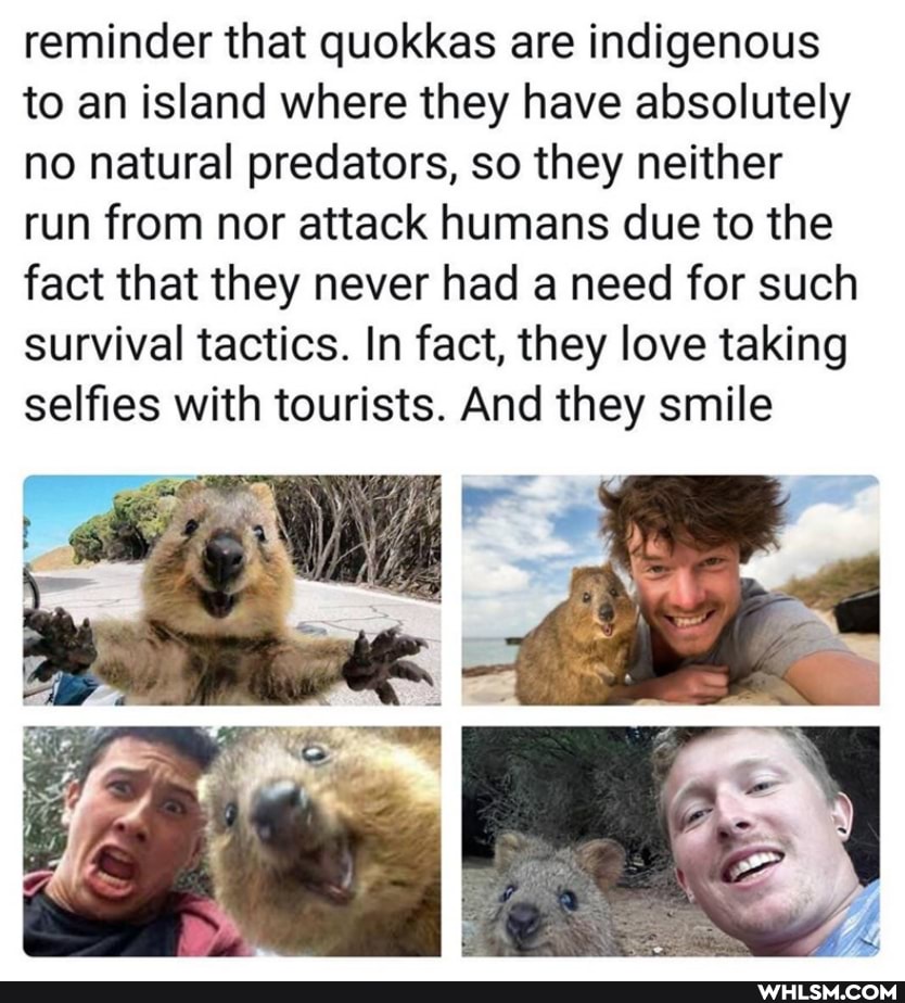 reminder that quokkas are indigenous to an island where they have absolutely no natural predators, so they neither run from nor attack humans due to the fact that they never had a need for such survival tactics. In fact, they love taking
selfies with tourists. And they smile