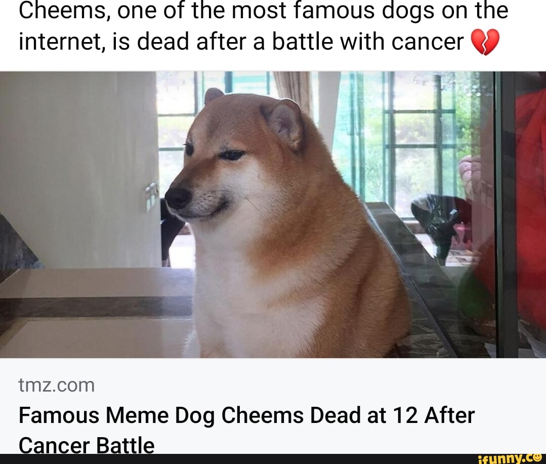 Cheems, one of the most famous dogs on the internet, is dead after a ...